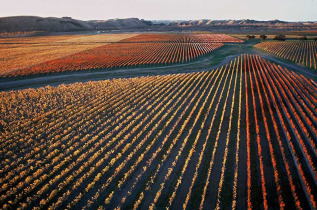 Nouvelle-Zélande - Hawke's Bay, Napier, Craggy Vines