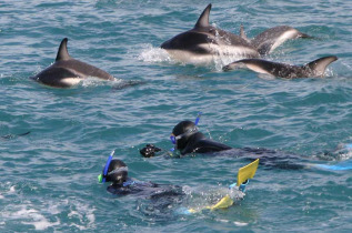 Nouvelle-Zélande - Christchurch - Nagez avec les dauphins de Kaikoura