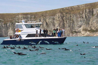 Nouvelle-Zélande - Kaikoura - Nager avec les dauphins