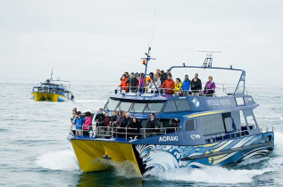 Nouvelle-Zélande - Kaikoura - Croisière d'observation du grand cachalot