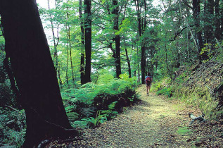 Nouvelle-Zélande - Marlborough Sounds - Aventure guidée sur la Queen Charlotte Track - marche et kayak