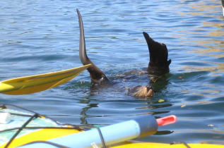 Nouvelle-Zélande - Marlborough Sounds - Journée de kayak dans le Queen Charlotte Sound