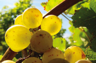 Nouvelle-Zélande - Marlborough - Les vignobles de Marlborough