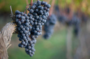 Nouvelle-Zélande - Napier - Hawkes Bay grapes © Tourism New Zealand