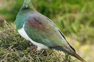 Nouvelle-Zélande - Marche à la tombée de la nuit dans la forêt de Waipoua © Tourism New Zealand, Small World Productions