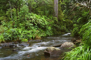 Nouvelle-Zélande - Northland, Waipoua © Northland Inc