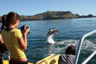 Nouvelle-Zélande - Bay of Islands - Nage avec les dauphins dans la Bay of Islands