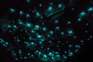 Nouvelle-Zélande - Waikato - Cheeky Kiwi Travel © Waitomo Caves