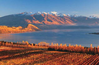 Nouvelle-Zélande - Wanaka - Les vignobles du Central Otago © Tourism New Zealand, David Wall