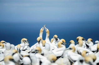 Croisières PONANT - Nouvelle-Zélande © Studio Ponant, Margot Sibilaud