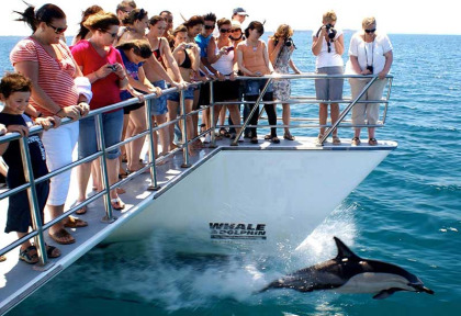 Nouvelle-Zélande - Auckland © Whale & Dolphin Safari