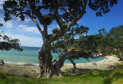 Nouvelle-Zélande - Péninsule de Coromandel