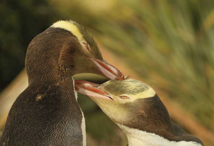 Nouvelle-Zélande - Dunedin - The Penguin Place © DunedinNZ