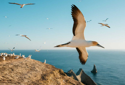 Nouvelle-Zélande - Hawke's Bay - Cape Kidnappers - Gannet safaris Overland