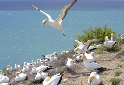 Nouvelle-Zélande - Hawkes Bay