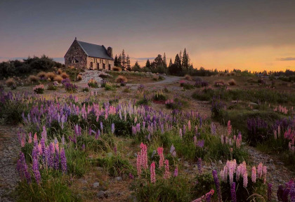 Nouvelle-Zélande - Lake Tekapo - Cheeky Kiwi Travel © Peter Hammer
