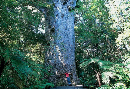 Nouvelle-Zélande - Marche en journée dans la forêt de Waipoua © Northland Inc