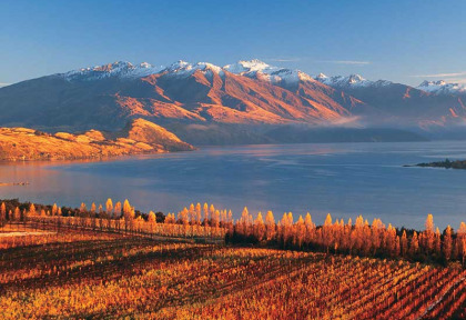 Nouvelle-Zélande - Wanaka - Les vignobles du Central Otago © Tourism New Zealand, David Wall