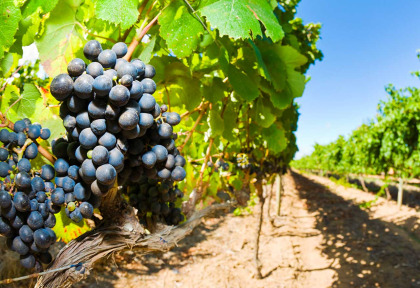 Nouvelle-Zélande - Wairapapa - Martinborough - Xplor Tours