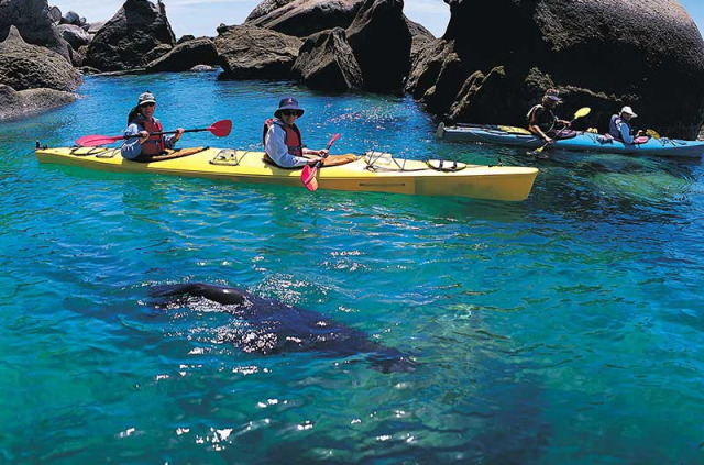 Nouvelle-Zélande - Abel Tasman National Park - Kayak à la rencontre des phoques et randonnée à Abel Tasman