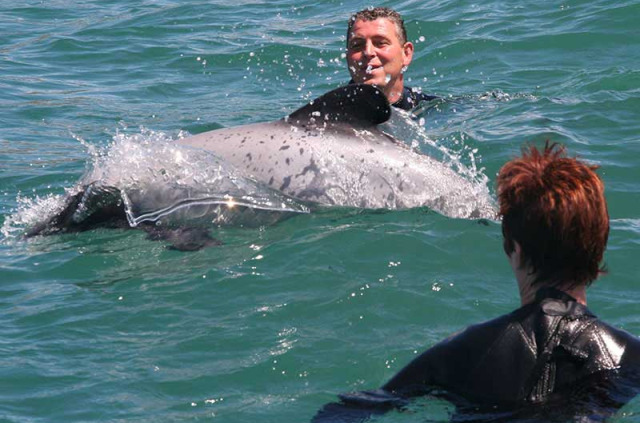 Nouvelle-Zélande - Akaroa - Nager avec les dauphins d'Akaroa