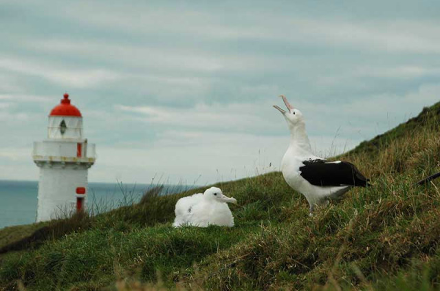 Nouvelle-Zélande - Dunedin, Otago