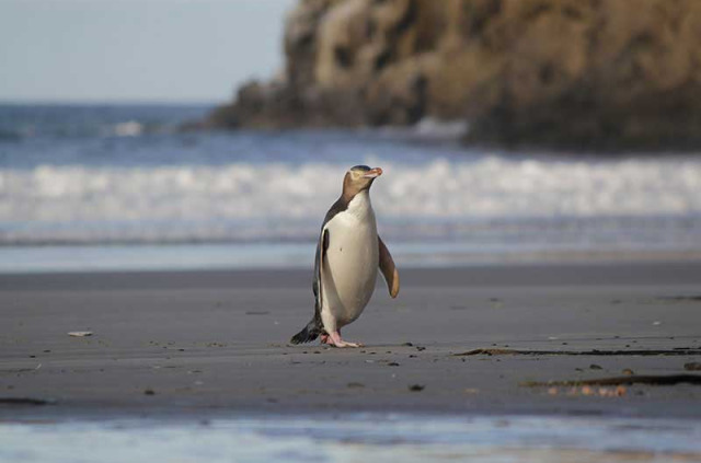 Nouvelle-Zélande - Dunedin