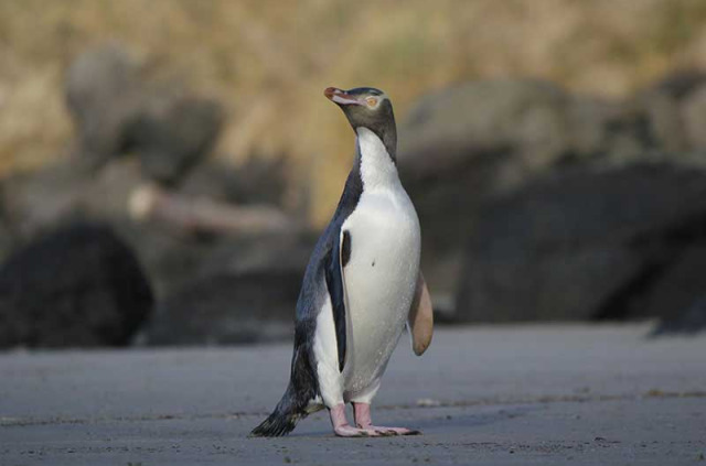 Nouvelle-Zélande - Dunedin - Faune sauvage de la péninsule d'Otago sous toutes ses coutures