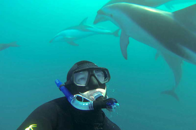 Nouvelle-Zélande - Kaikoura - Nager avec les dauphins