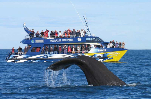 Nouvelle-Zélande - Christchurch - Croisière d'observation des baleines à Kaikoura - voyage par la route