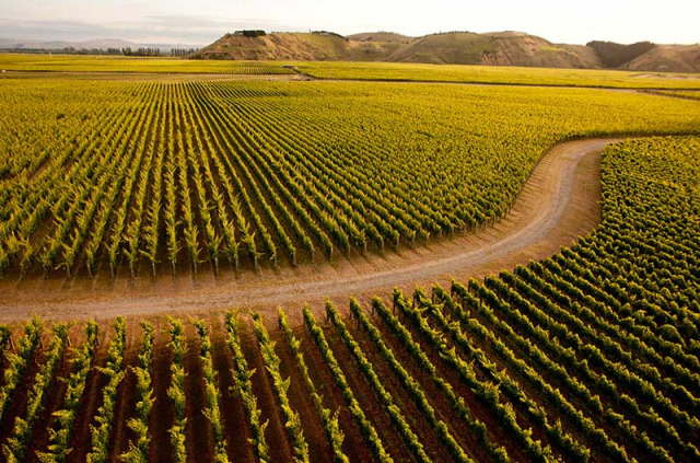 Nouvelle-Zélande - Napier - Hawkes Bay vines © Tourism New Zealand