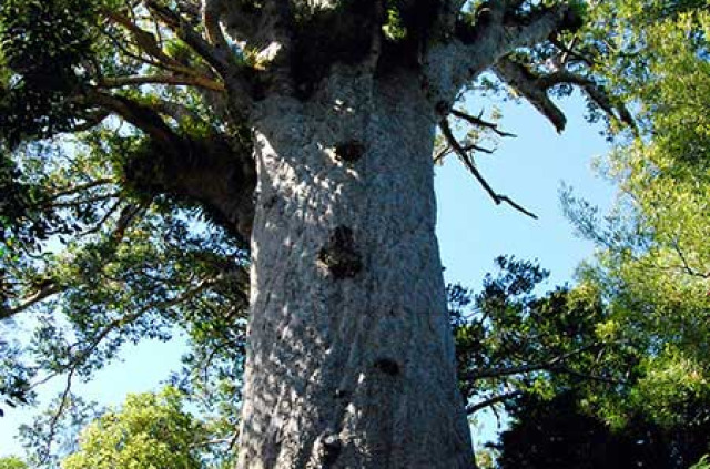 Nouvelle-Zélande - Northland, Waipoua © Tourism New Zealand