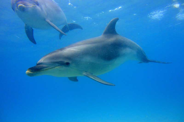 Nouvelle-Zélande - Bay of Islands - Nage avec les dauphins dans la Bay of Islands