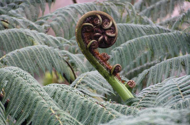 Nouvelle-Zélande - Stewart Island - Avifaune et flore de l'île d'Ulva à la demi-journée