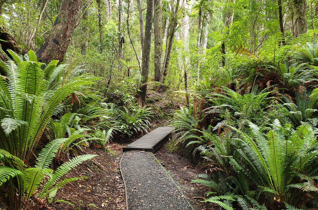 Nouvelle-zélande - Stewart island - Ulva Island © Ruggedy Ranges