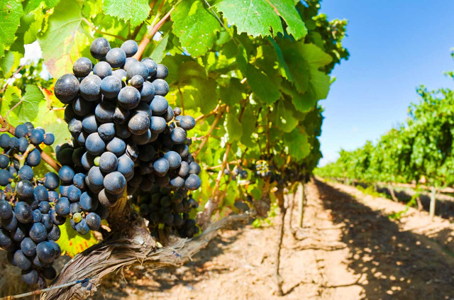 Nouvelle-Zélande - Wairapapa - Martinborough - Xplor Tours