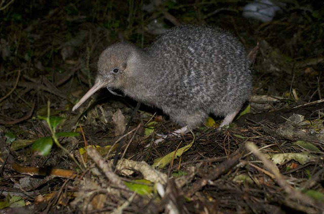 Nouvelle-Zélande - Wellington - Visite nocturne guidée de la réserve de Zealandia © Zeelandia