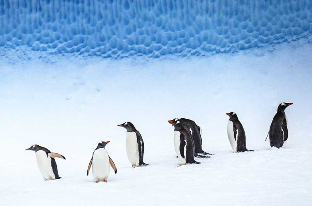 Croisières PONANT - Antarctique © Studio Ponant, Laurence Fischer